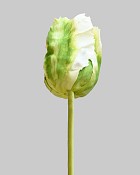 Parrot Tulip Bud 22.5" Green/White