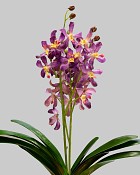 Vanda Lamellatau Orchid Plant 23" Purple