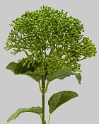 Skimmia Spray 12.5" Dark Green