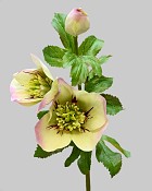 Hellebores Rose 18" Lavender/White