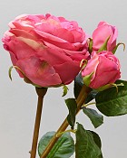 English Rose Titania 22.5" Pink/Red