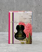 Hyacinth in Glass Gift Kit - Pink