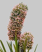 Hyacinth Bush 13" Pink