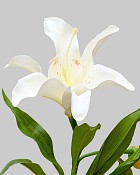 Lily Rubrum 21.5" White