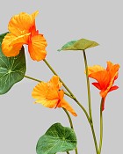 Nasturium 23" Orange