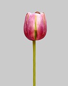 Tulip 15.5" Purple/Green