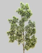 Noble Fir Spray 35" Green/White