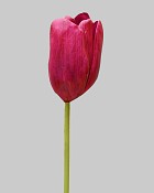 Dutch Tulip Open 24.5" Fuchsia