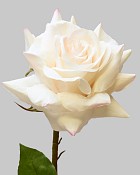 Rose Dutchess Open 20.5" White/Pink