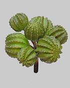 Barrel Cactus Bunch 5.5" Green