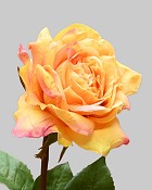 Rose Dutchess Open 20" Coral