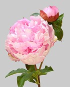 Peony Open with Bud 19.5" Pink