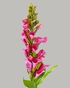 Foxglove 31.5" Fuchsia