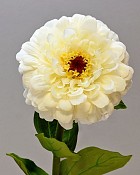 Zinnia 23" White