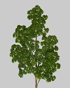 Sedum Pine Spray 32" Green