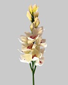 Cymbidium Orchid 35" White