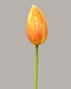 Dutch Tulip Bud 22.5" Yellow/Peach