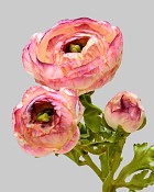 Ranunculus 29" Pink/White