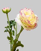 Ranunculus 18.5" White/Pink