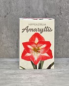 Amaryllis Gift Kit - Red