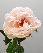 Peony 20.5" Dusty Peach