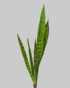 Sansaveria Plant 23" Green