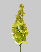 Cymbidium Orchid 35" Light Green