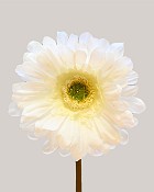 Gerbera Daisy 9" White