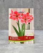 Amaryllis Bulb - Gervase
