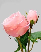 English Rose Cambridge 20" Pink