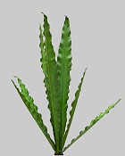 Bird's Nest Bush 35" Green