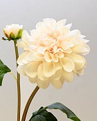 Dahlia 25" Blush