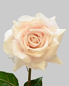 Rose Dutchess Open 20" Dusty Peach