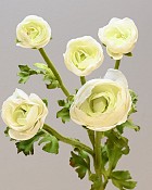 Ranunculus Multi Flower 21.5" White