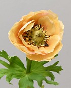 Anemone 17.5" Yellow