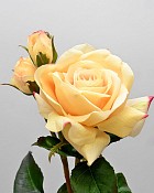 English Rose Tomora 22" Yellow