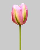 Dutch Tulip Open 24.5" Pink/Green