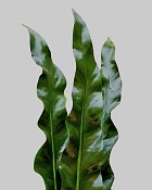 Bird's Nest Fern Fronds 44.5" Green