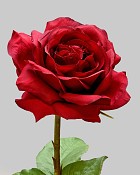 Rose Dutchess Open 20" Red