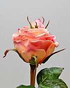 English Rose Pilgrim 21.5" Peach/Pink