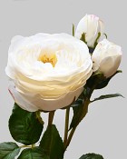 English Rose Titania 22.5" White
