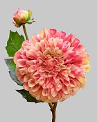 Dahlia 20" Pink/Peach