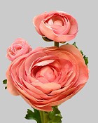 Ranunculus 22.5" Salmon