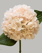 Hydrangea 18" Beige