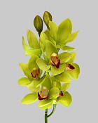Cymbidium Orchid 27" Green