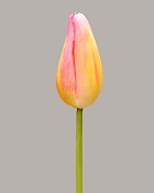 Dutch Tulip Bud 22.5" Yellow/Pink
