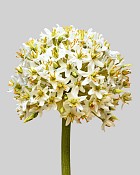 Allium Mount Everest 28" White