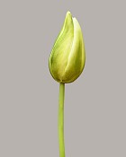 Dutch Tulip Bud 22.5" Green/White