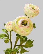 Ranunculus 29" Light Green/Pink