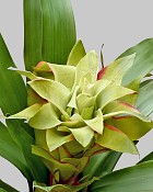 Scarlet Star Bromeliad 22" Green